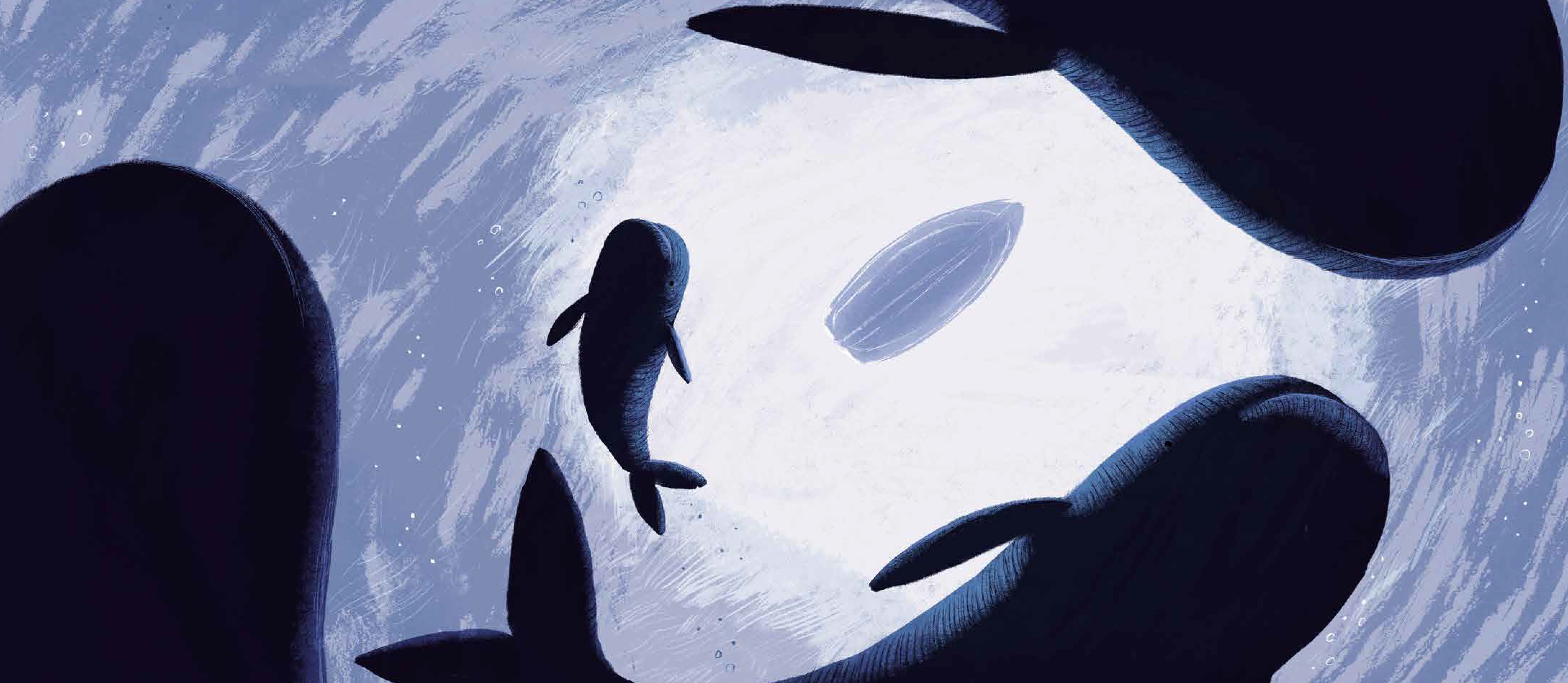 The Storm whale in winter