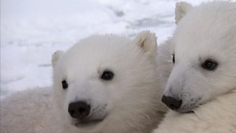 Miki and Luca BBC Polar Bears