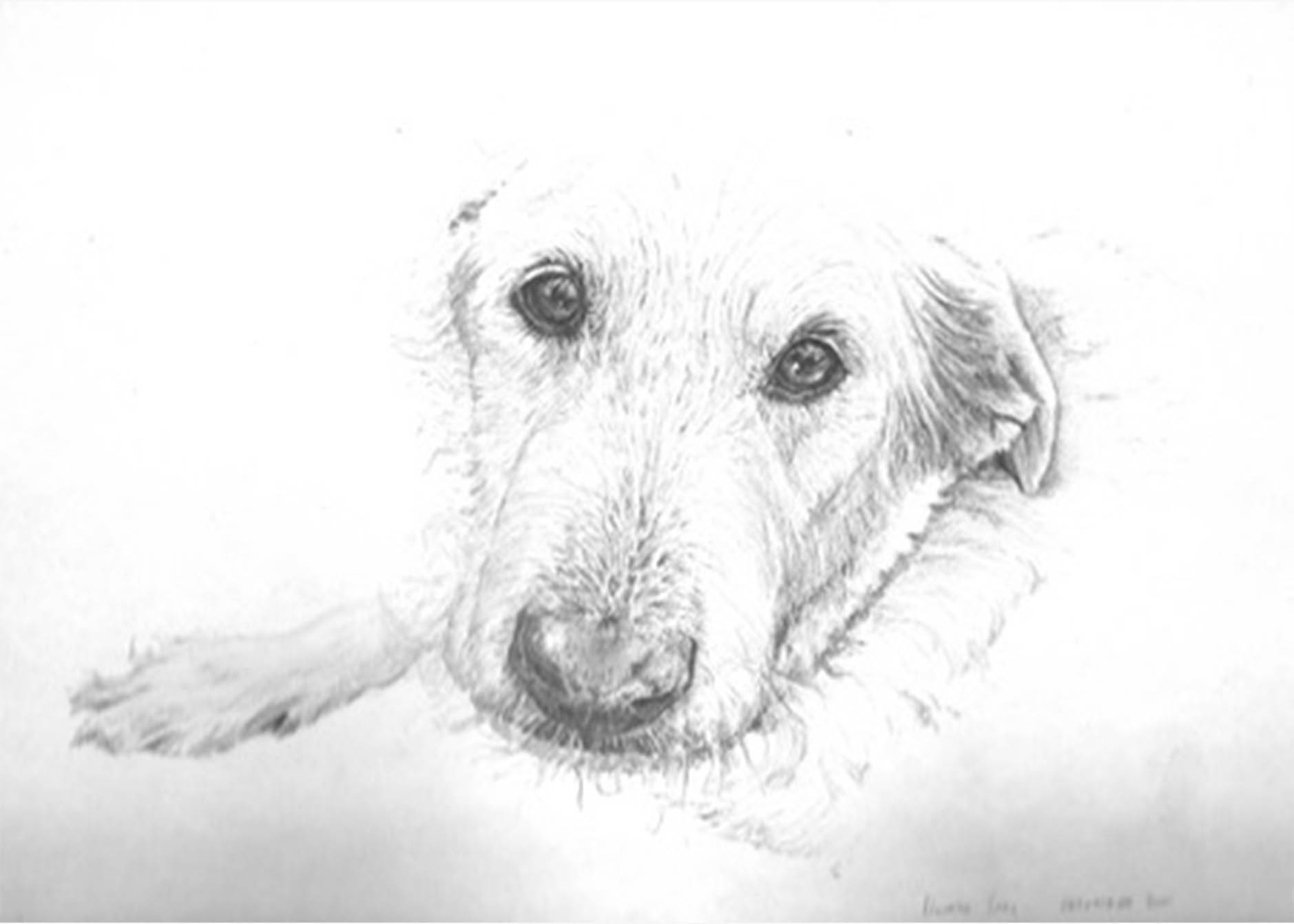 dog sketch