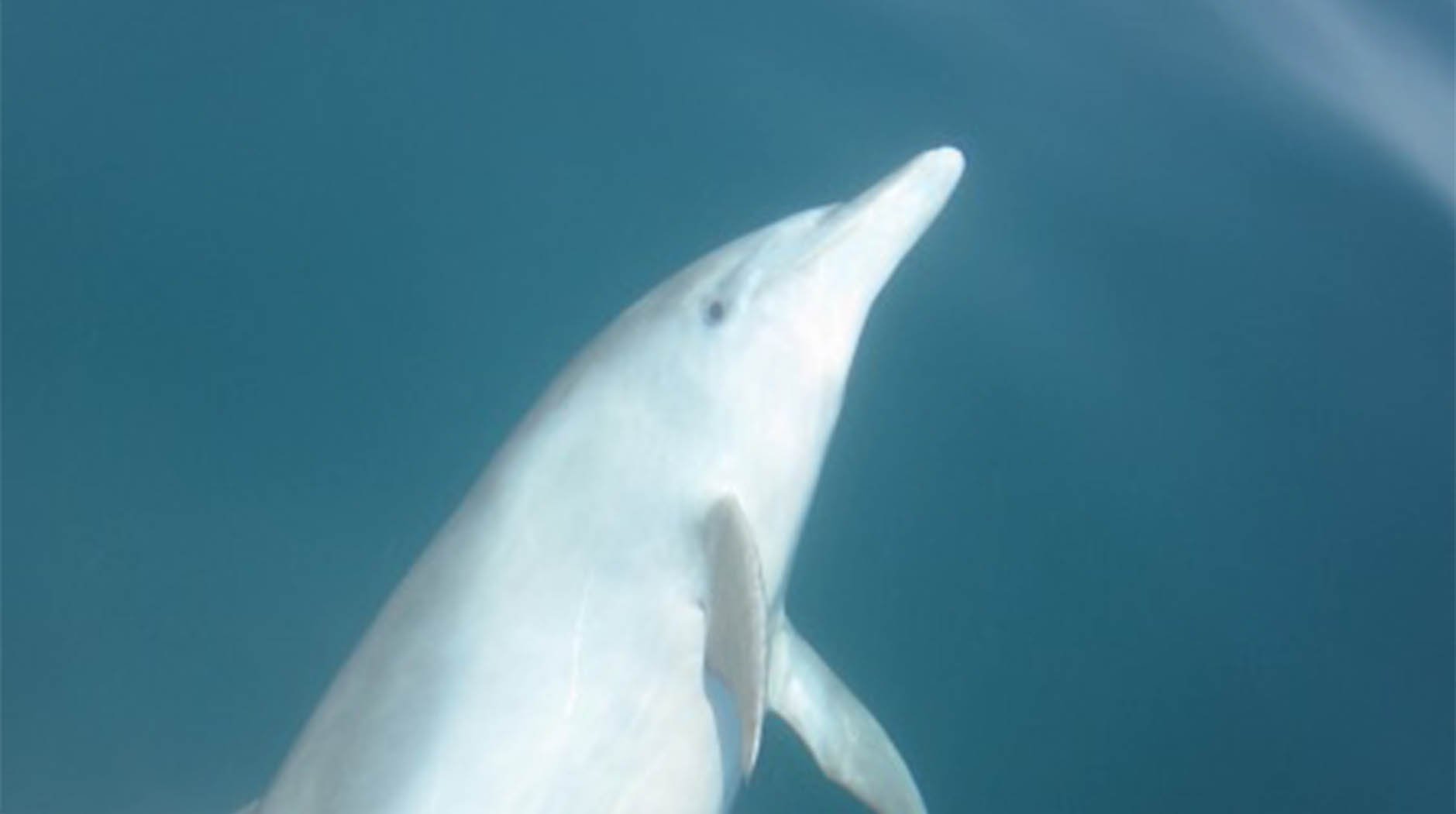 Dolphins