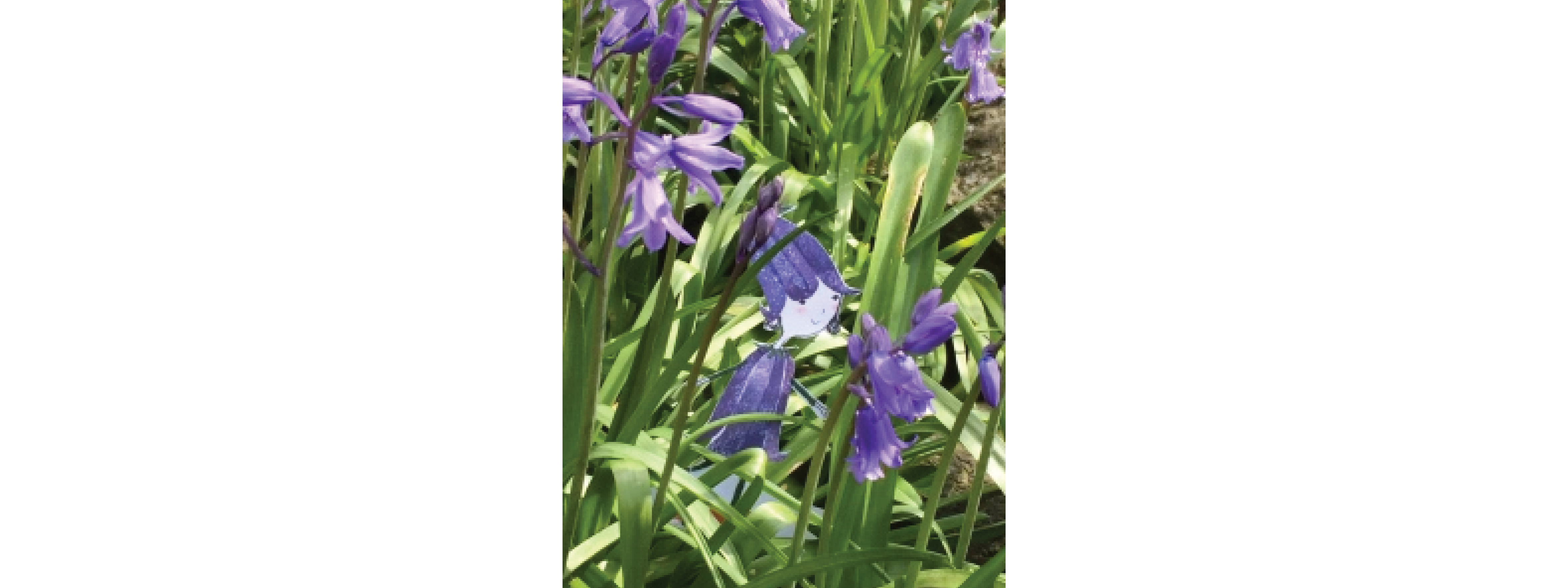 Bluebell in bluebells
